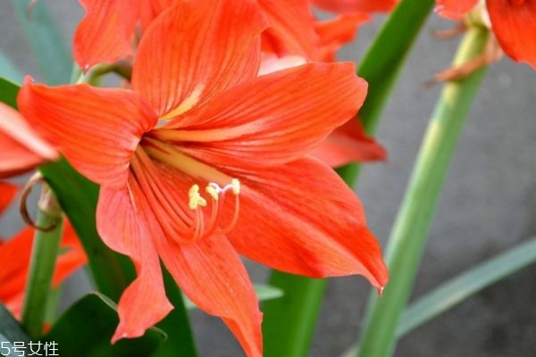 什么是朱頂紅呢 朱頂紅有什么作用呢 什么是朱頂紅呢 朱頂紅有什么作用呢