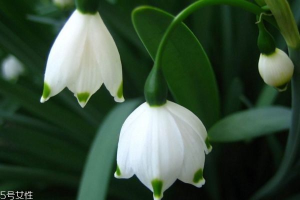 什么是鈴蘭花呢 鈴蘭花有什么作用呢 什么是鈴蘭花呢 鈴蘭花有什么作用呢
