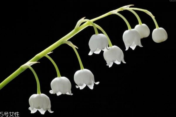 什么是鈴蘭花呢 鈴蘭花有什么作用呢 什么是鈴蘭花呢 鈴蘭花有什么作用呢