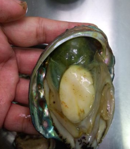 鮑魚怎么吃簡單又營養(yǎng) 餐桌上的美食 鮑魚怎么吃簡單又營養(yǎng) 餐桌上的美食