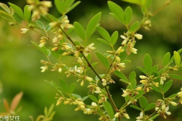 什么是木豆呢 木豆有什么作用呢 什么是木豆呢 木豆有什么作用呢