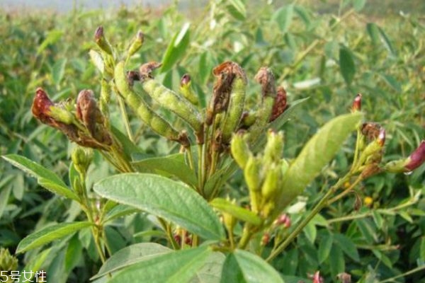 什么是木豆呢 木豆有什么作用呢 什么是木豆呢 木豆有什么作用呢