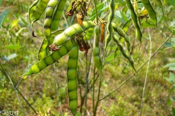 什么是木豆呢 木豆有什么作用呢 什么是木豆呢 木豆有什么作用呢