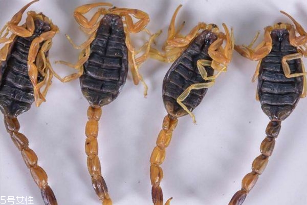 什么是全蝎呢 全蝎有什么作用呢 什么是全蝎呢 全蝎有什么作用呢