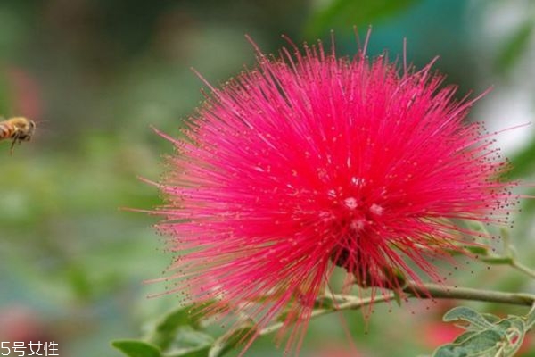 合歡花的花語是什么呢 合歡花可以泡茶嗎 合歡花的花語是什么呢 合歡花可以泡茶嗎