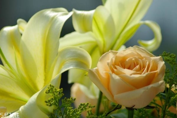 什么是香檳玫瑰呢 香檳玫瑰有什么作用呢 什么是香檳玫瑰呢 香檳玫瑰有什么作用呢