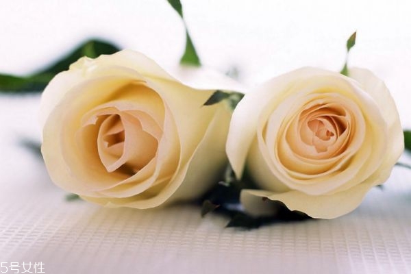 什么是香檳玫瑰呢 香檳玫瑰有什么作用呢 什么是香檳玫瑰呢 香檳玫瑰有什么作用呢