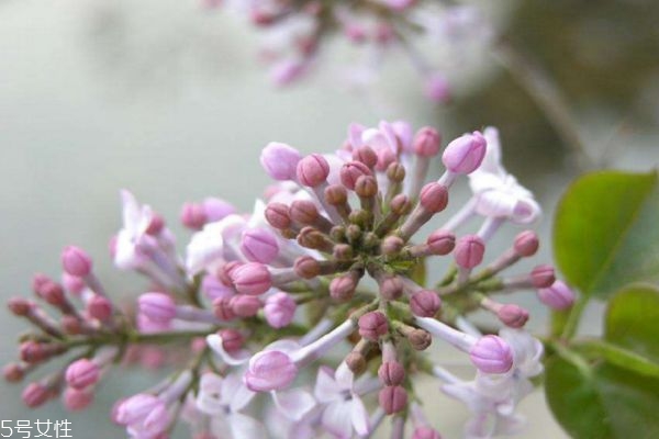 紫丁香有什么香味嗎 紫丁香有什么作用呢