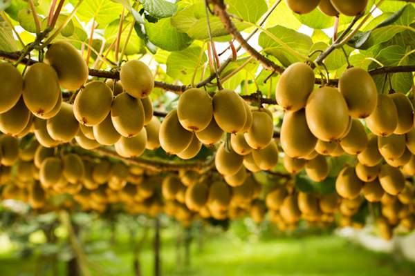 一個獼猴桃含多少維c 一個獼猴桃多少大卡