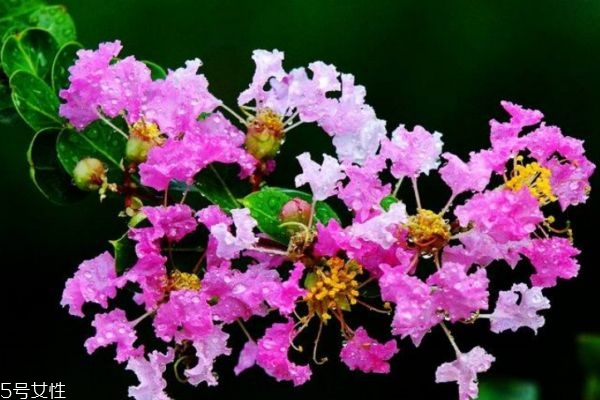 紫薇花的花語是什么呢 紫薇花應該怎么種植呢