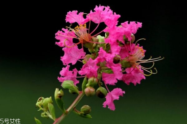 紫薇花的花語是什么呢 紫薇花應該怎么種植呢