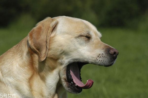 打哈欠是會傳染的嗎 為什么會打哈欠呢 打哈欠是會傳染的嗎 為什么會打哈欠呢