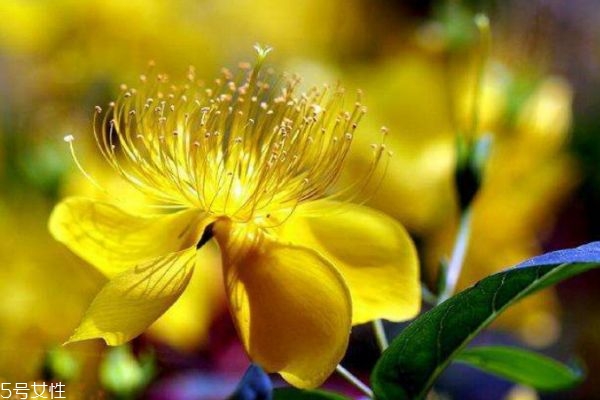 金絲桃花語(yǔ)是什么呢 金絲桃主要的分布地區(qū)是哪里呢 金絲桃花語(yǔ)是什么呢 金絲桃主要的分布地區(qū)是哪里呢