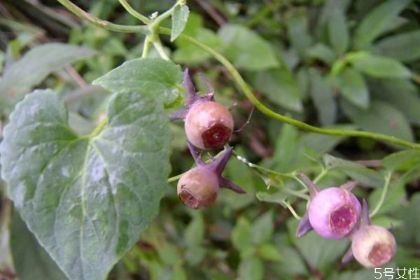 吃土黨參有什么注意的呢 什么人群不能吃土黨參 吃土黨參有什么注意的呢 什么人群不能吃土黨參