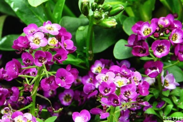 香雪球的花語是什么呢 香雪球的市場價格是多少呢 香雪球的花語是什么呢 香雪球的市場價格是多少呢