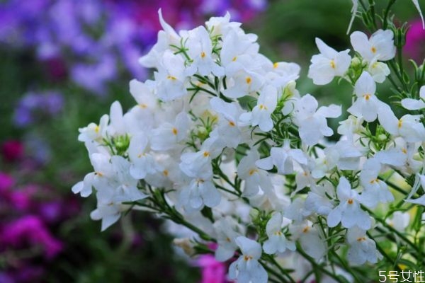 香雪球的花語是什么呢 香雪球的市場價格是多少呢 香雪球的花語是什么呢 香雪球的市場價格是多少呢