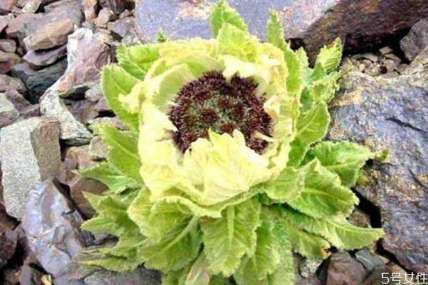 天山雪蓮花是什么 天山雪蓮花的功效與作用 天山雪蓮花是什么 天山雪蓮花的功效與作用