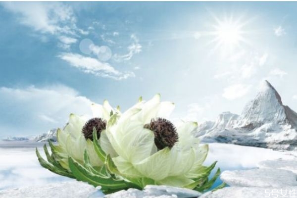 天山雪蓮花是什么 天山雪蓮花的功效與作用 天山雪蓮花是什么 天山雪蓮花的功效與作用