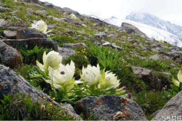 天山雪蓮花是什么 天山雪蓮花的功效與作用 天山雪蓮花是什么 天山雪蓮花的功效與作用