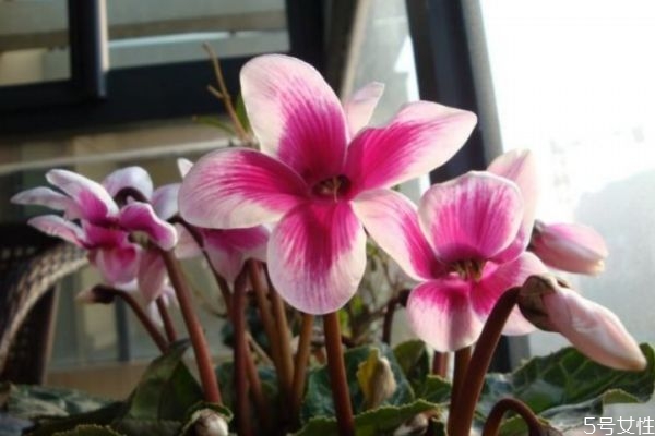 什么是兔子花呢 兔子花有什么用呢 什么是兔子花呢 兔子花有什么用呢