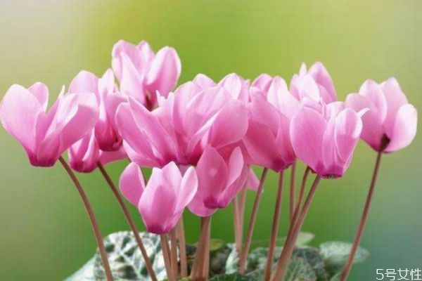 什么是兔子花呢 兔子花有什么用呢 什么是兔子花呢 兔子花有什么用呢