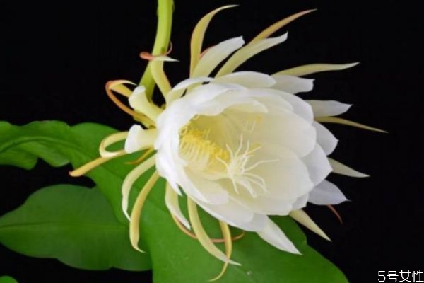 曇花的花語(yǔ)是什么呢 曇花的花期是什么時(shí)候呢 曇花的花語(yǔ)是什么呢 曇花的花期是什么時(shí)候呢