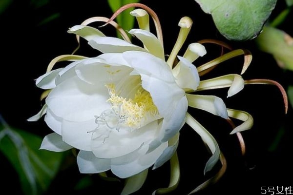 曇花的花語(yǔ)是什么呢 曇花的花期是什么時(shí)候呢 曇花的花語(yǔ)是什么呢 曇花的花期是什么時(shí)候呢