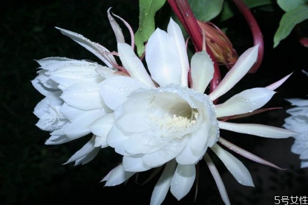 曇花的花語(yǔ)是什么呢 曇花的花期是什么時(shí)候呢 曇花的花語(yǔ)是什么呢 曇花的花期是什么時(shí)候呢