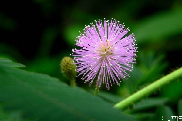 什么是含羞草呢 含羞草有什么作用呢 什么是含羞草呢 含羞草有什么作用呢