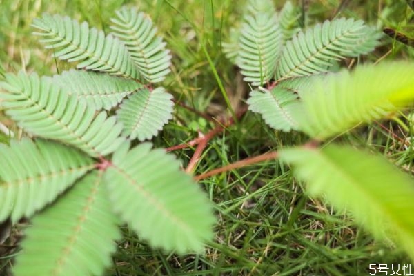 含羞草的花語(yǔ)是什么呢 含羞草開(kāi)花是幾月份呢