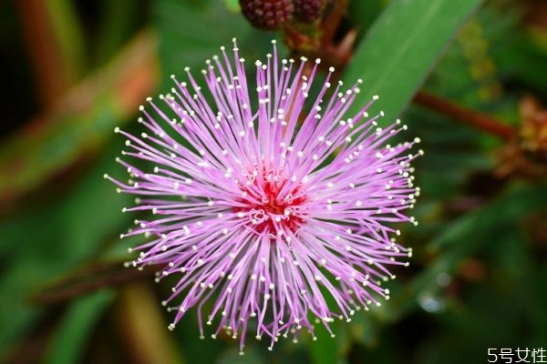 含羞草的花語(yǔ)是什么呢 含羞草開(kāi)花是幾月份呢