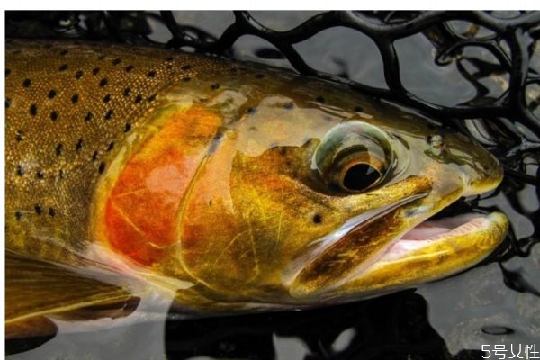 什么人群不能吃鱒魚(yú)呢 鱒魚(yú)怎么做好吃呢 什么人群不能吃鱒魚(yú)呢 鱒魚(yú)怎么做好吃呢