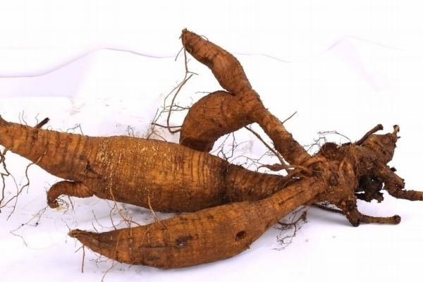 葛根主要分布的地區(qū)是哪里呢 吃葛根有什么好處呢 葛根主要分布的地區(qū)是哪里呢 吃葛根有什么好處呢