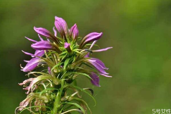 什么是山梗菜呢 山梗菜有什么作用呢 什么是山梗菜呢 山梗菜有什么作用呢