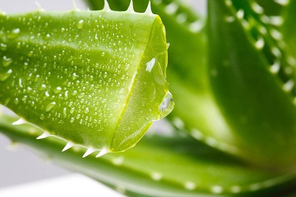 用蘆薈敷臉為什么會(huì)癢 蘆薈過(guò)敏怎么辦