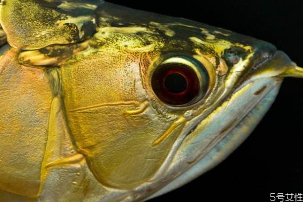 魚眼睛有什么營養(yǎng)價(jià)值呢 吃魚眼睛對人眼有好處嗎