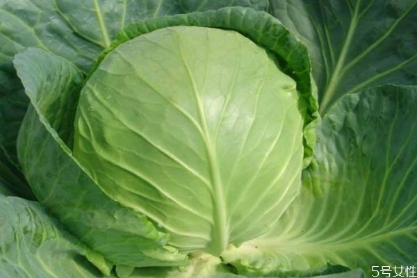 什么是大頭菜呢 大頭菜的生長環(huán)境是怎么樣的呢 什么是大頭菜呢 大頭菜的生長環(huán)境是怎么樣的呢