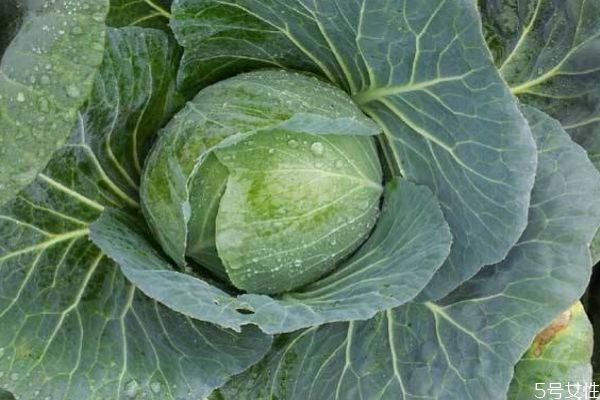 什么是大頭菜呢 大頭菜的生長環(huán)境是怎么樣的呢 什么是大頭菜呢 大頭菜的生長環(huán)境是怎么樣的呢