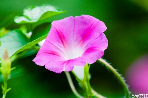 什么是牽?；?牽牛花有什么作用呢