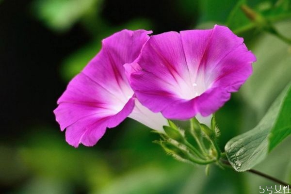 牽牛花的花語是什么呢 牽?；ǖ姆N植要注意什么呢
