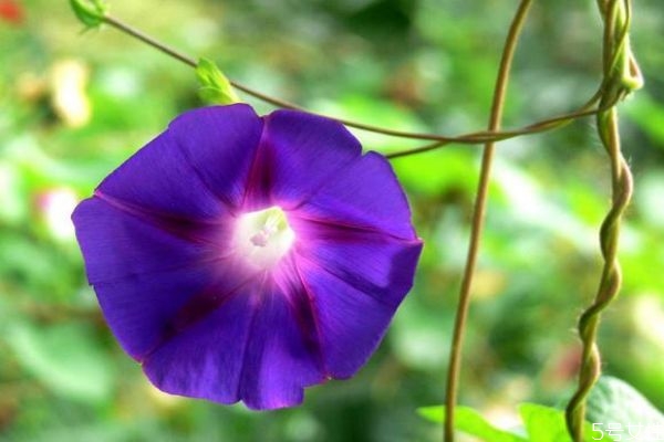 牽牛花的花語(yǔ)是什么呢 牽?；ǖ姆N植要注意什么呢