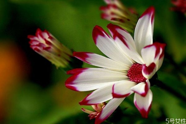 瓜葉菊的花語是什么呢 瓜葉菊的種植需要注意什么呢 瓜葉菊的花語是什么呢 瓜葉菊的種植需要注意什么呢