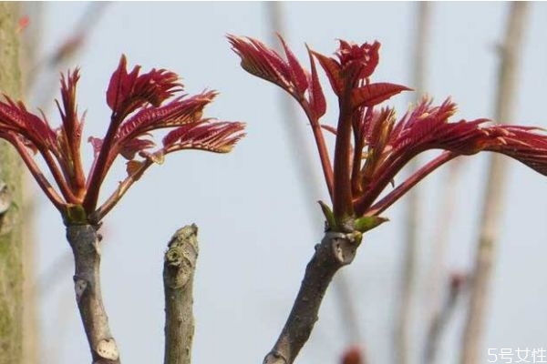 什么是香椿頭呢 香椿頭有什么營養(yǎng)價(jià)值呢 什么是香椿頭呢 香椿頭有什么營養(yǎng)價(jià)值呢