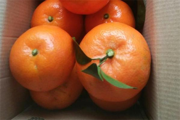 沃柑好吃嗎 哪里產(chǎn)的沃柑好吃 沃柑好吃嗎 哪里產(chǎn)的沃柑好吃