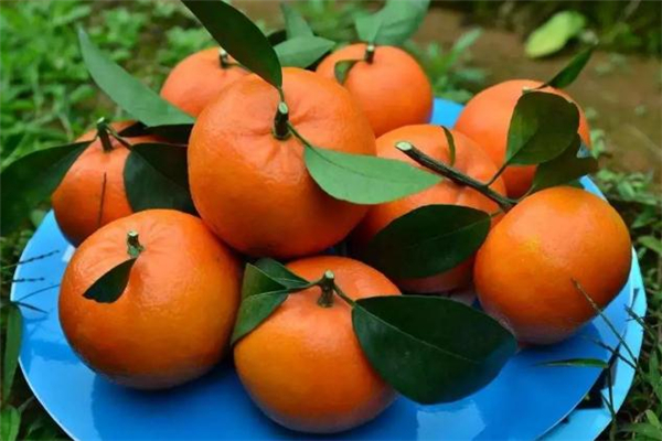 沃柑好吃嗎 哪里產(chǎn)的沃柑好吃 沃柑好吃嗎 哪里產(chǎn)的沃柑好吃