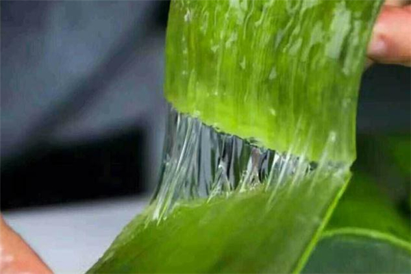 孕婦可以做蘆薈灌膚嗎 哺乳期可以蘆薈灌膚嗎 孕婦可以做蘆薈灌膚嗎 哺乳期可以蘆薈灌膚嗎