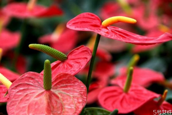 什么是紅掌呢 紅掌有什么作用呢 什么是紅掌呢 紅掌有什么作用呢