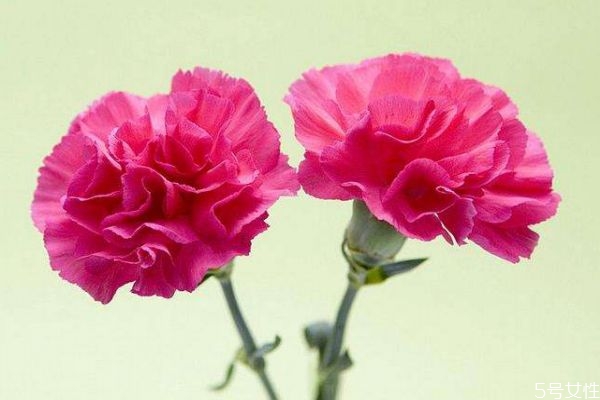 康乃馨的花語(yǔ)是什么呢 康乃馨適合送給什么人呢 康乃馨的花語(yǔ)是什么呢 康乃馨適合送給什么人呢