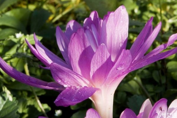 什么是秋水仙呢 秋水仙有什么作用呢 什么是秋水仙呢 秋水仙有什么作用呢