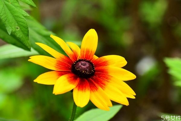 金光菊的花語是什么呢 金光菊可以吃嗎 金光菊的花語是什么呢 金光菊可以吃嗎